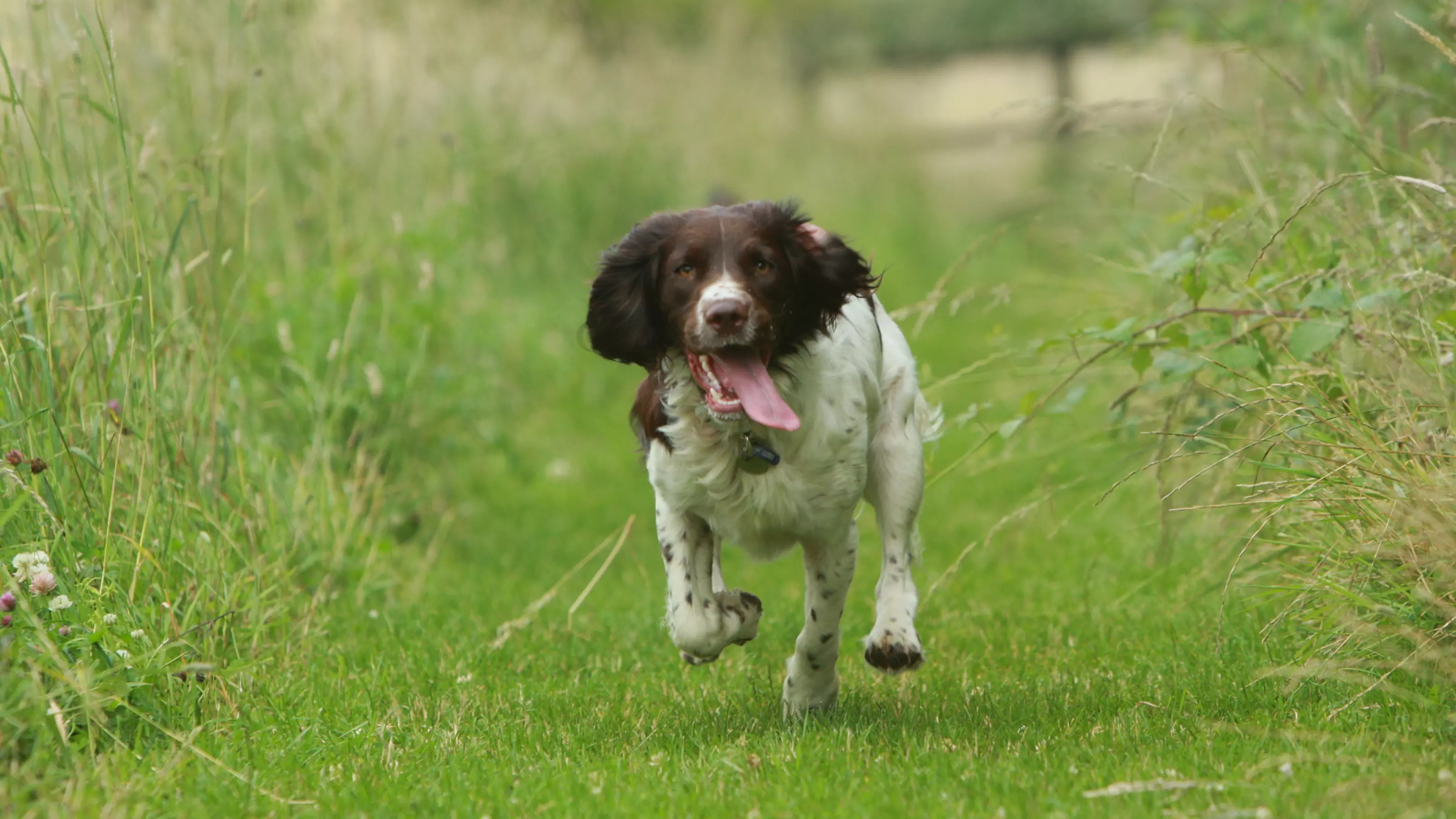 Running and Exercising with Your Dog Blue Cross