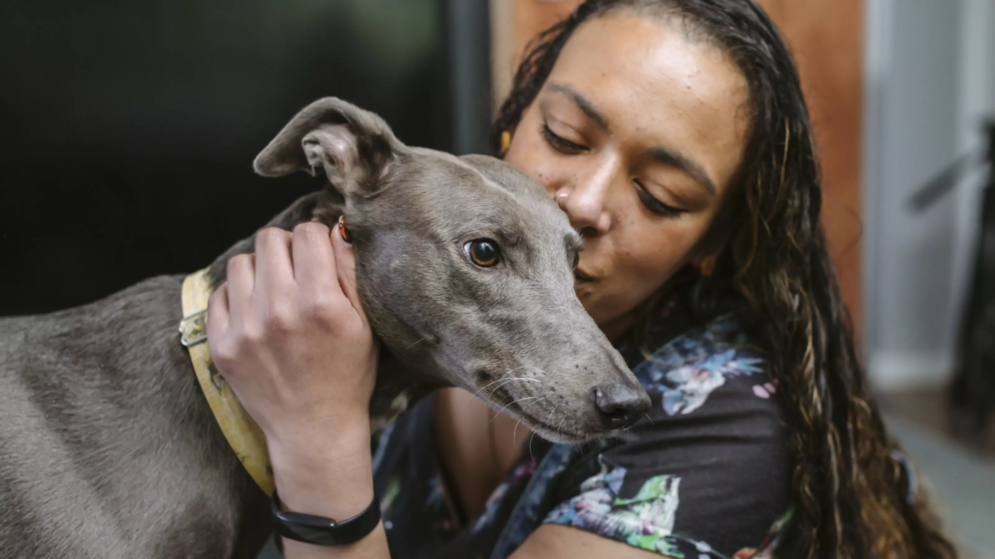 Are greyhounds and lurchers good family pets Blue Cross