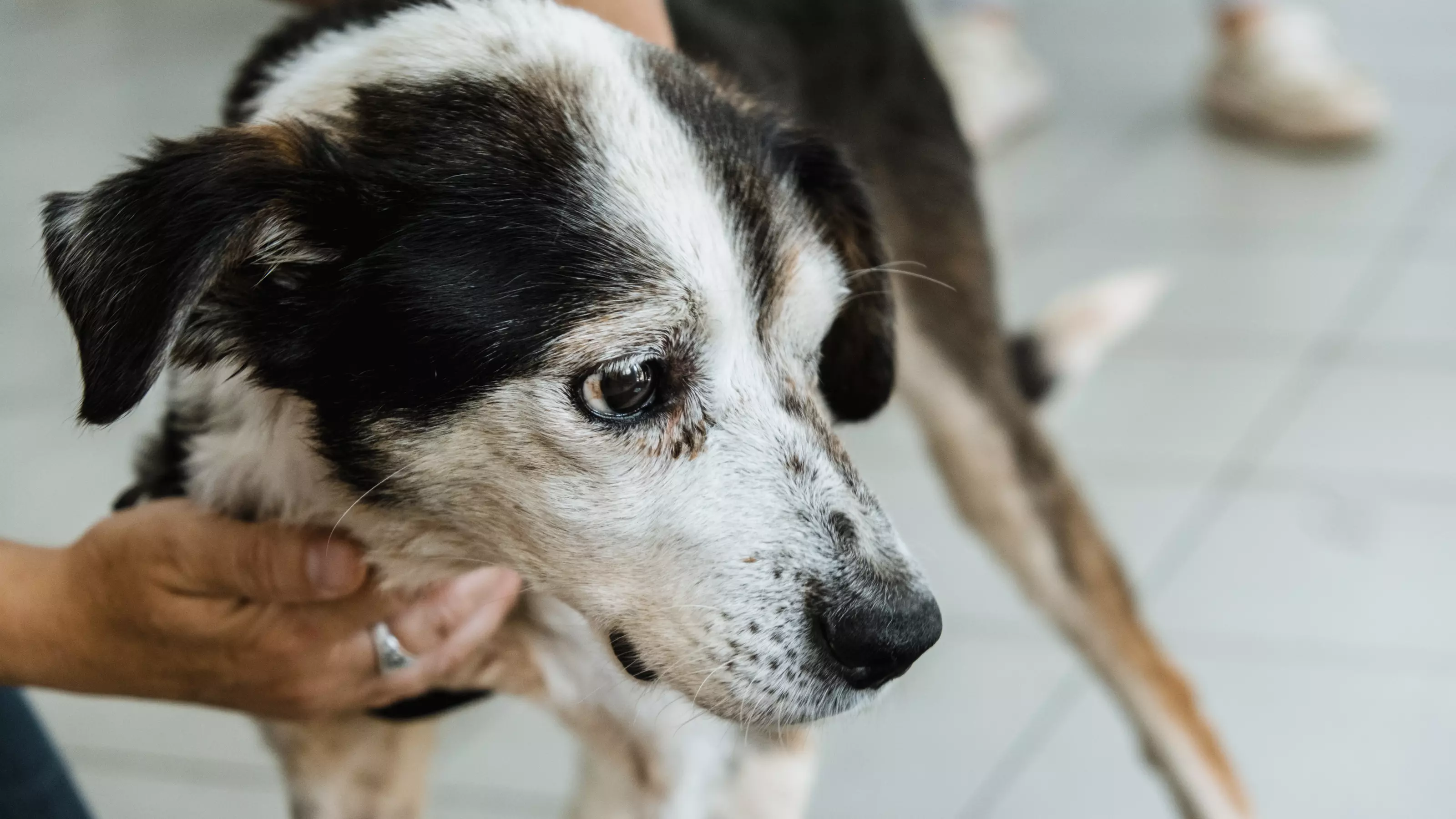 Dog Cheats Death Twice in Ukraine Devastation | Blue Cross