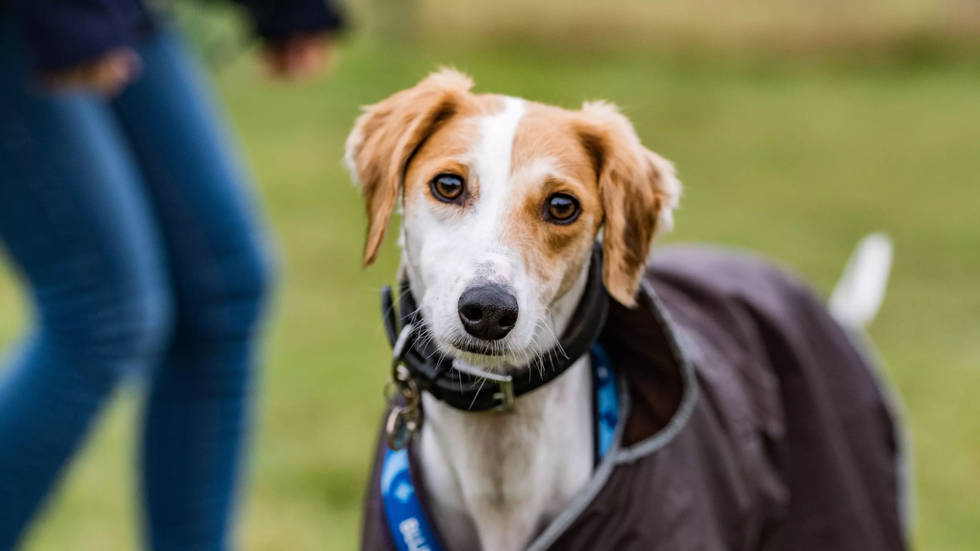 White and tan lurcher Lilly wearing a navy coat in the paddock at our Herts centre