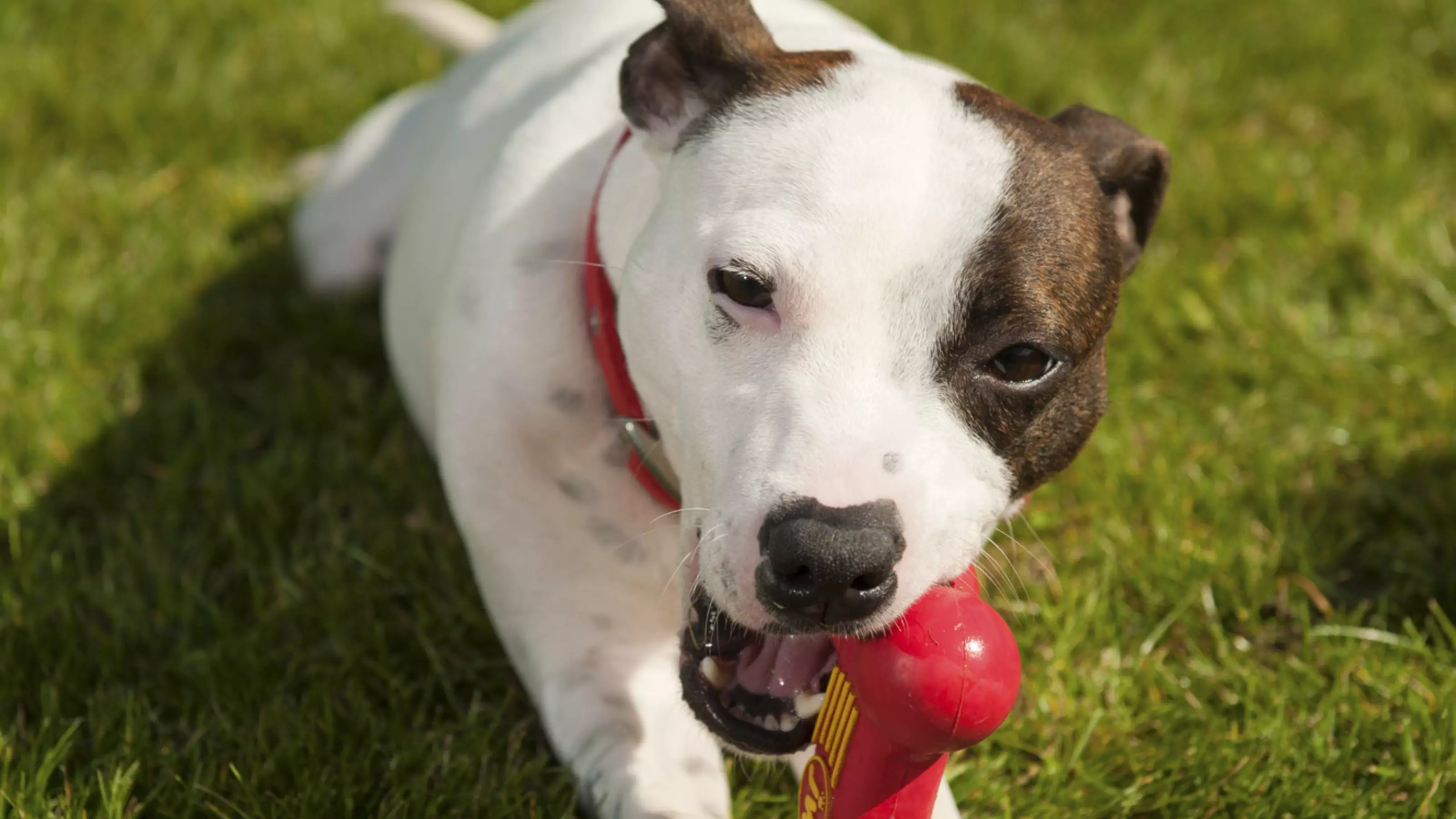 How to control my dog s chewing Blue Cross