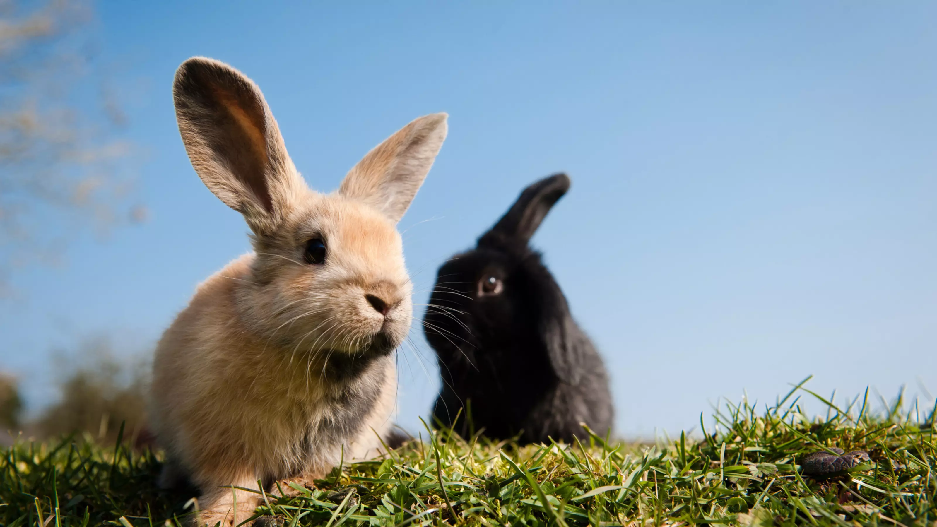 Looking after rabbits outdoors hotsell