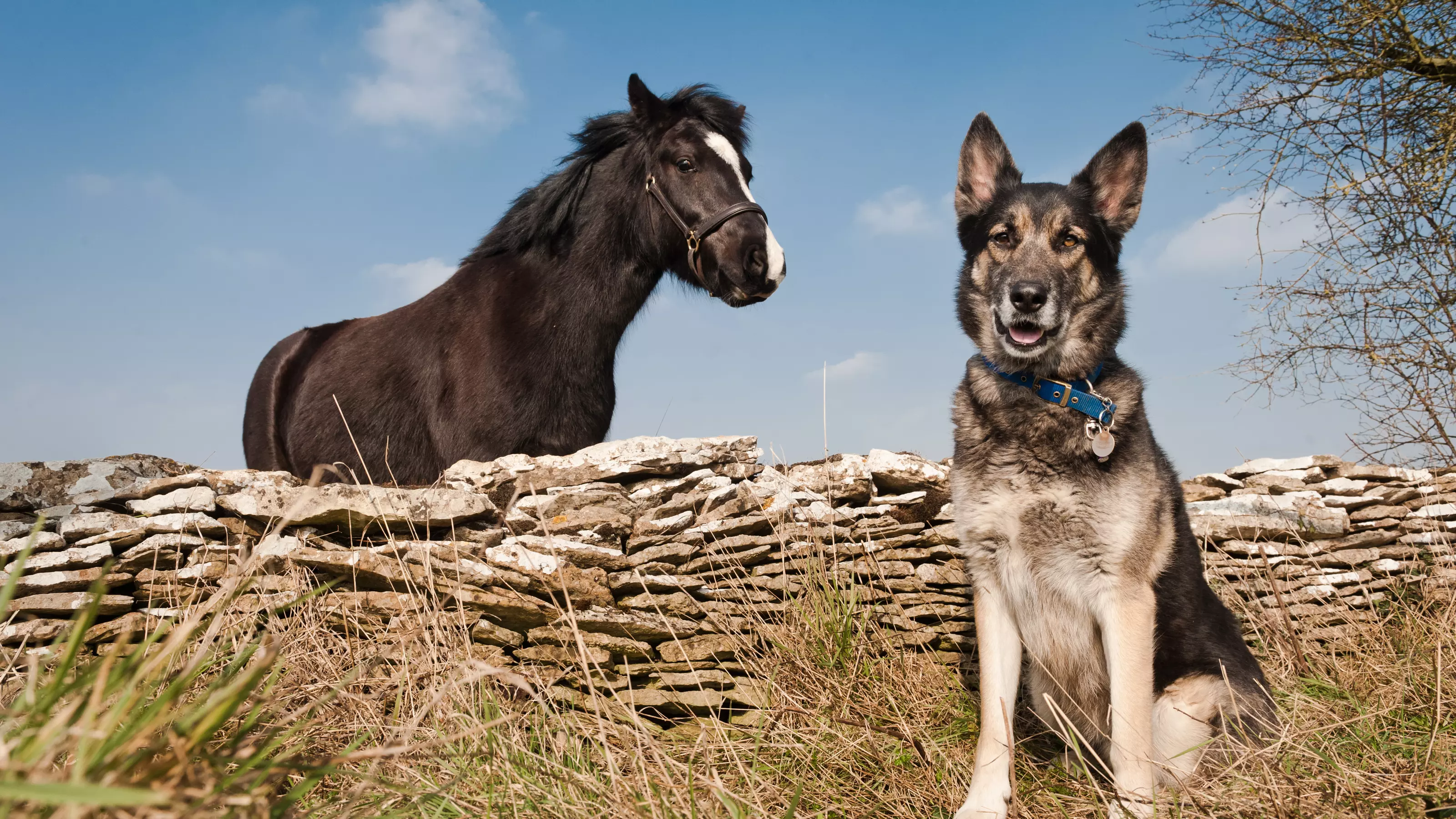 Is horse manure dangerous to dogs Blue Cross