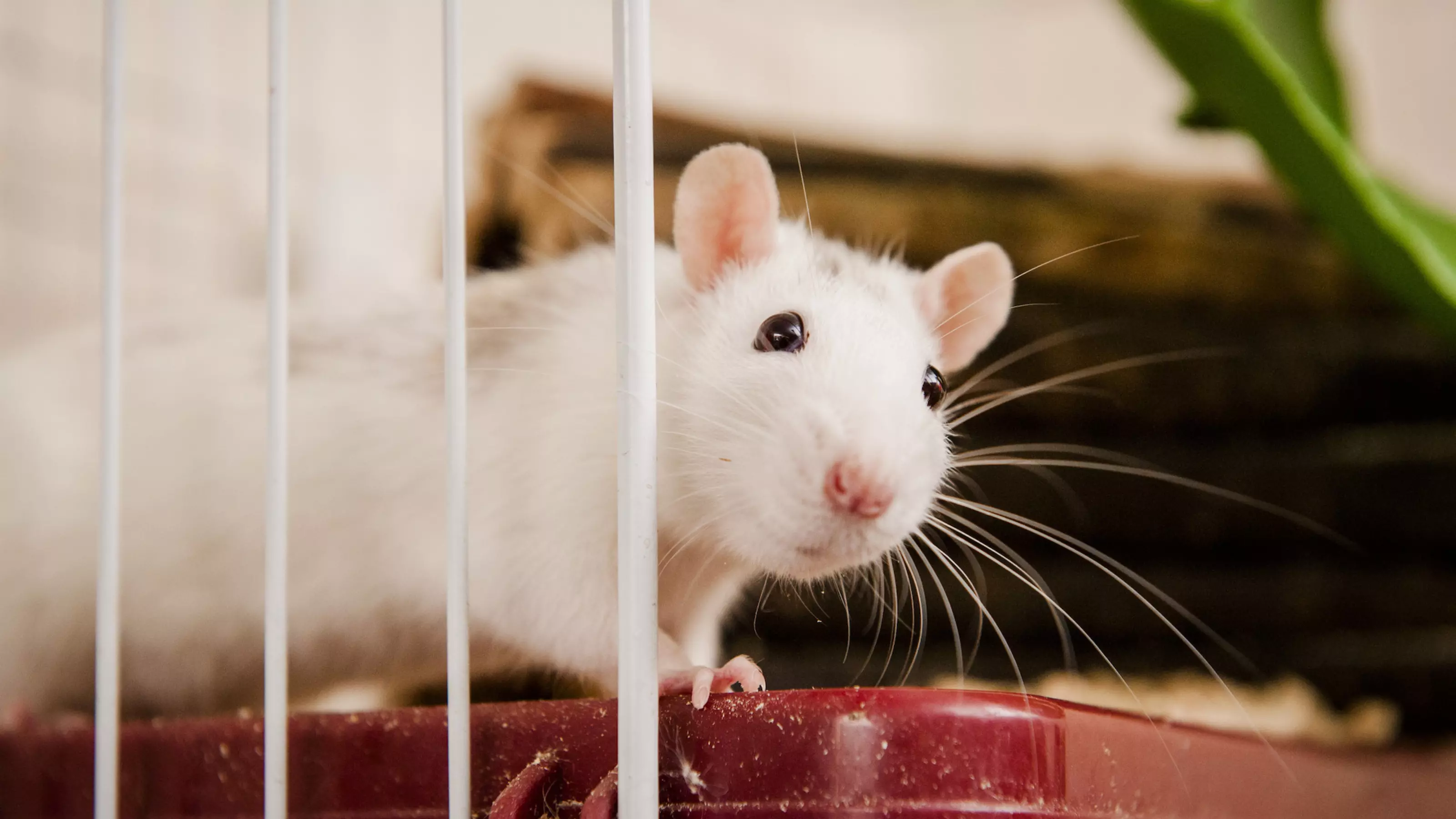 Caring for Your Pet Rat Advice Guidance Blue Cross