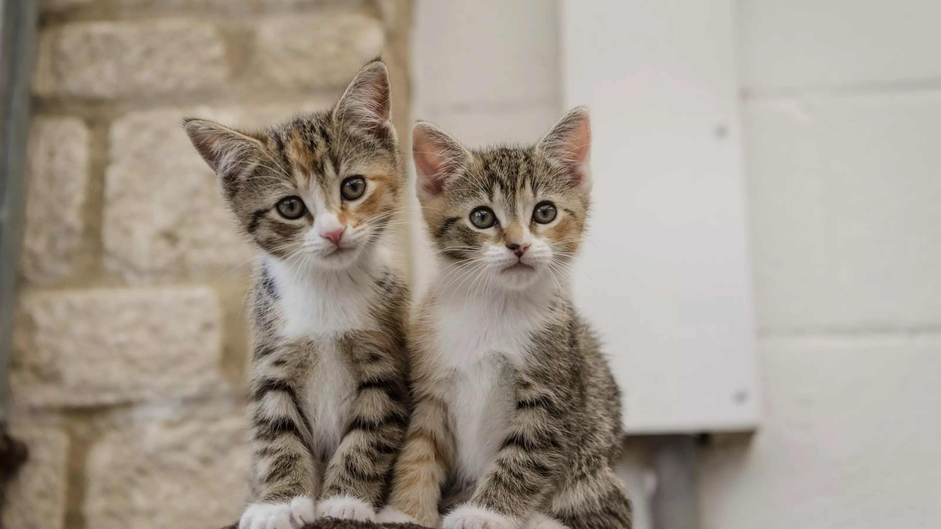 Neutering and spaying your cat or kitten Blue Cross