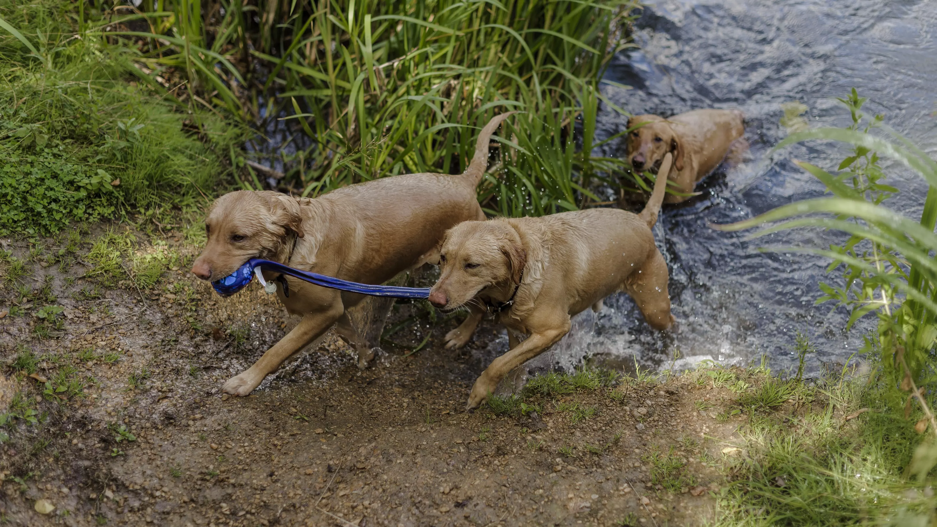 Medication for deals puppy worms