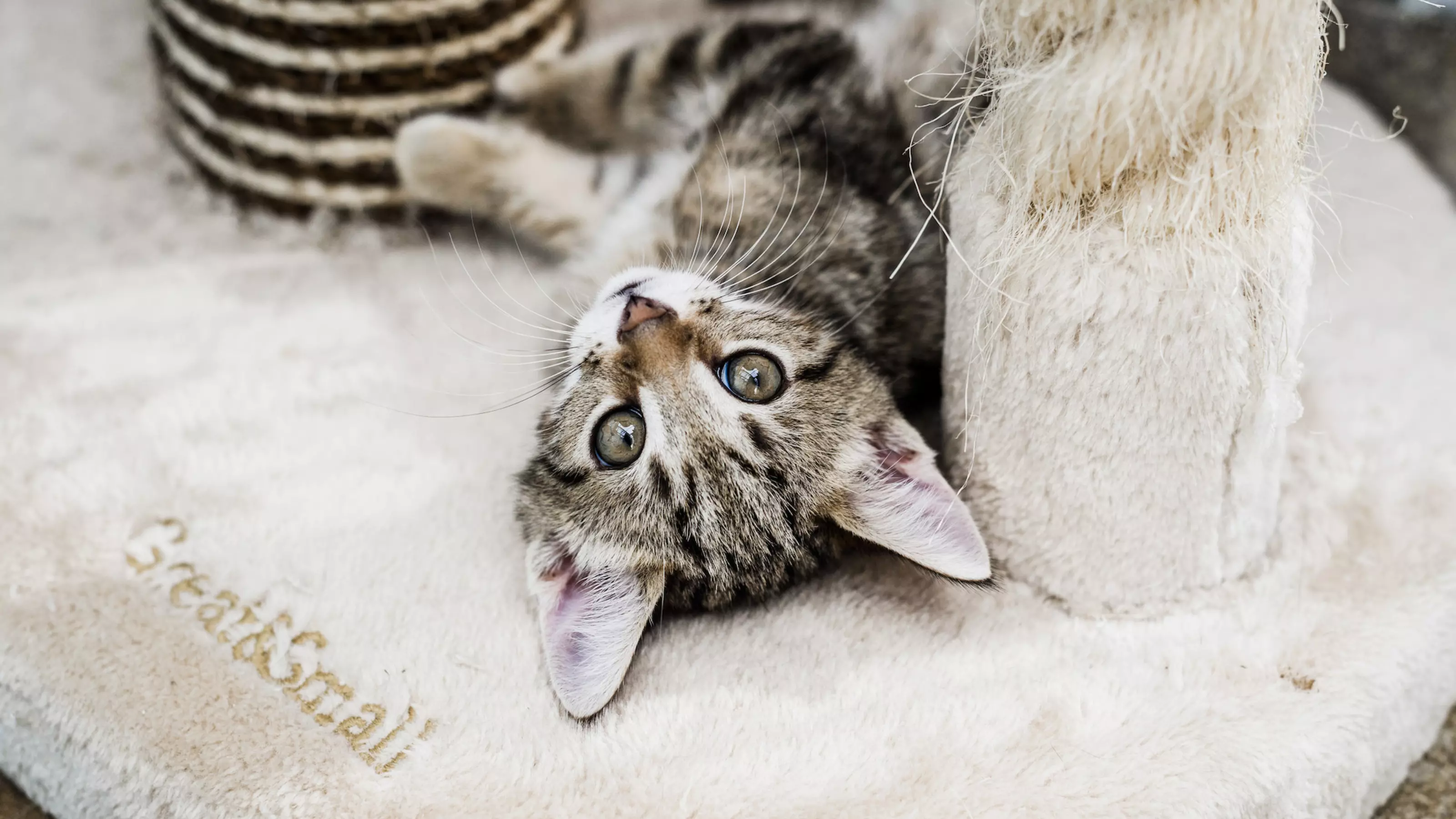 How to stop a cat clawing the carpet hotsell