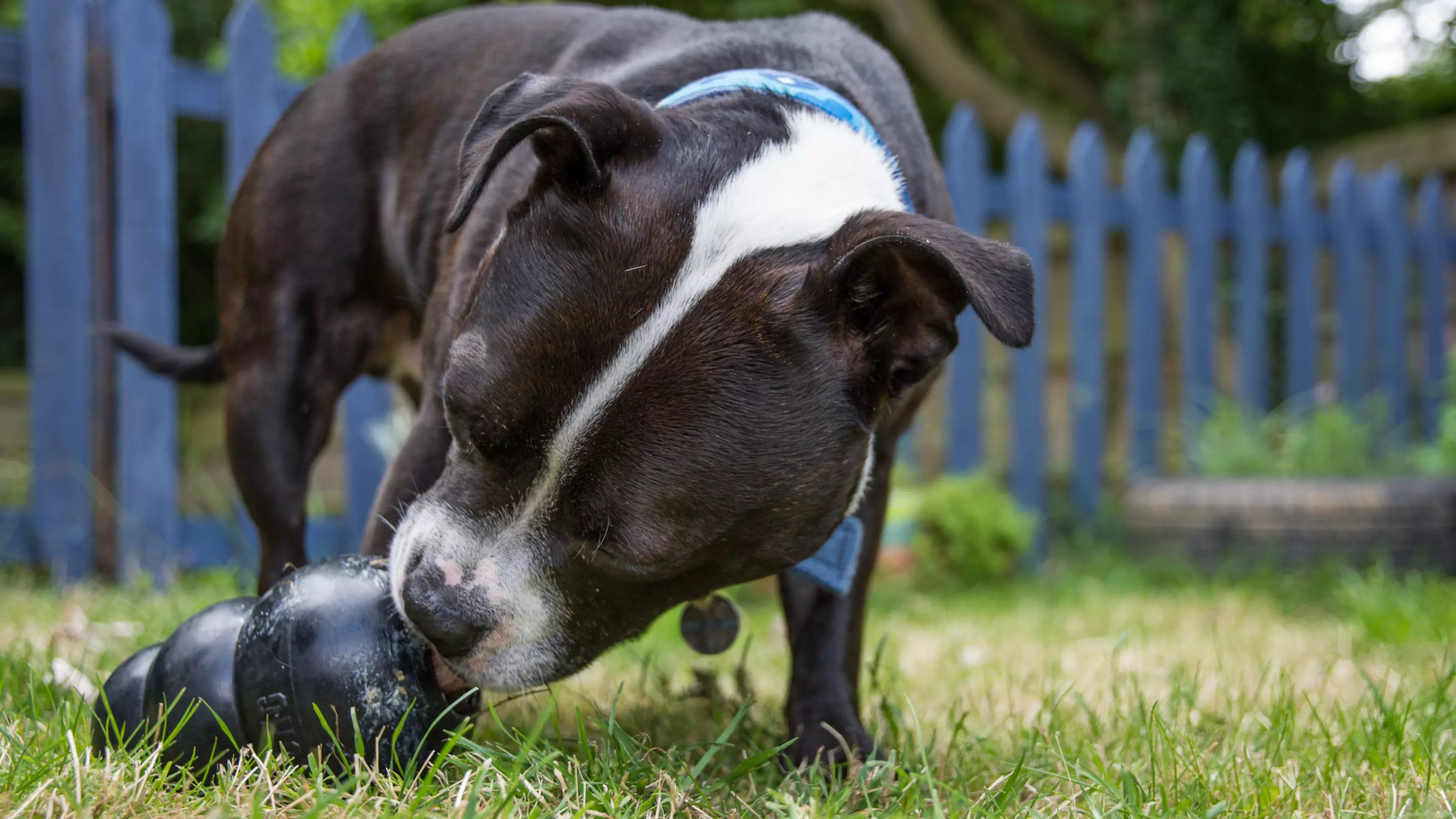 Top 10 Kong recipes for dogs Blue Cross