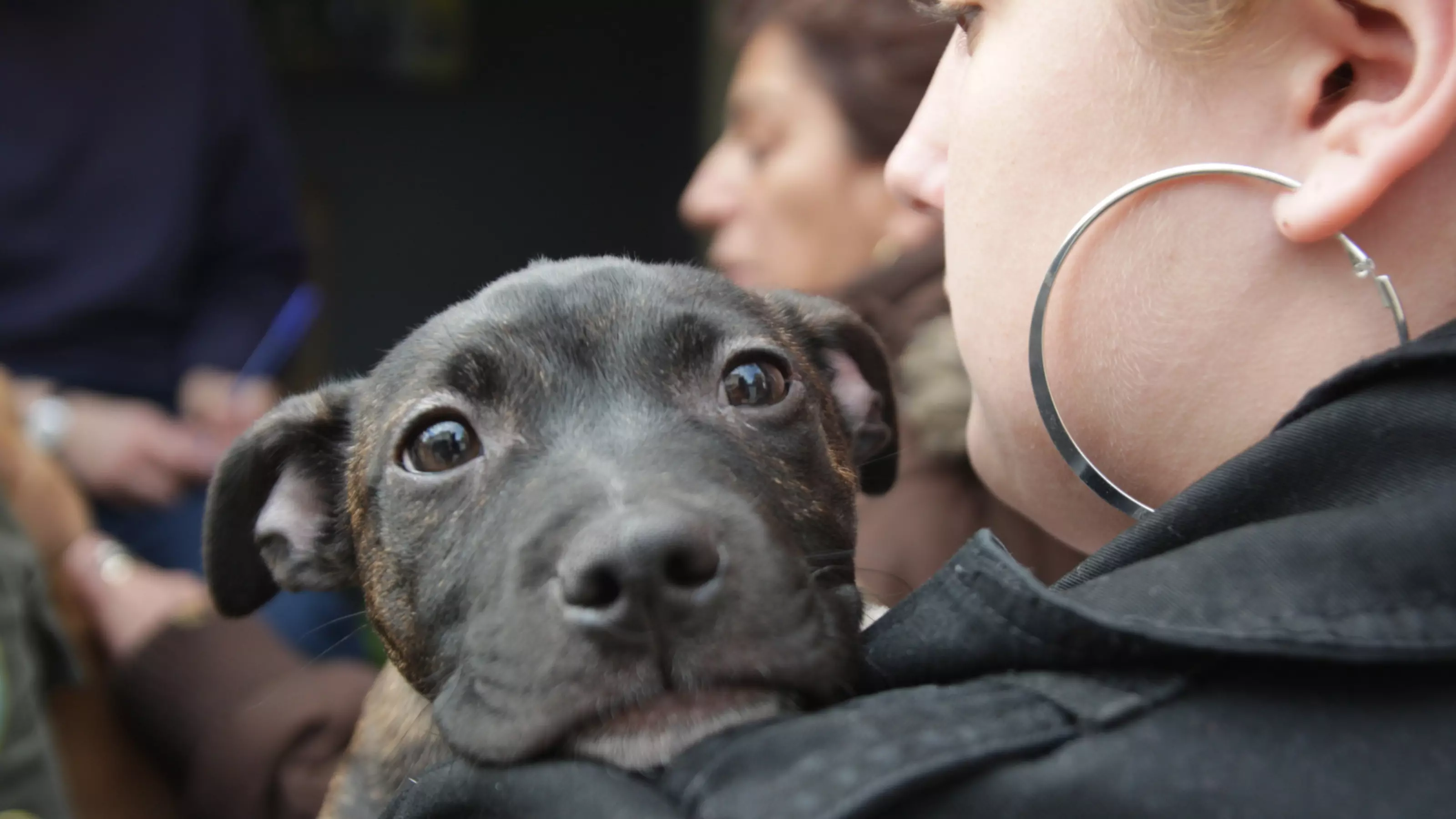 Blue cross muzzle training best sale