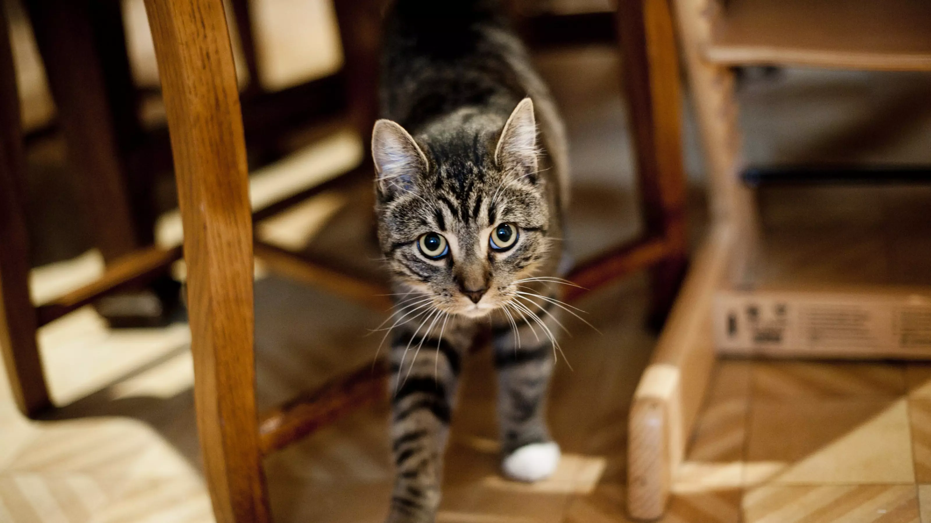 Katze drinnen entspannt