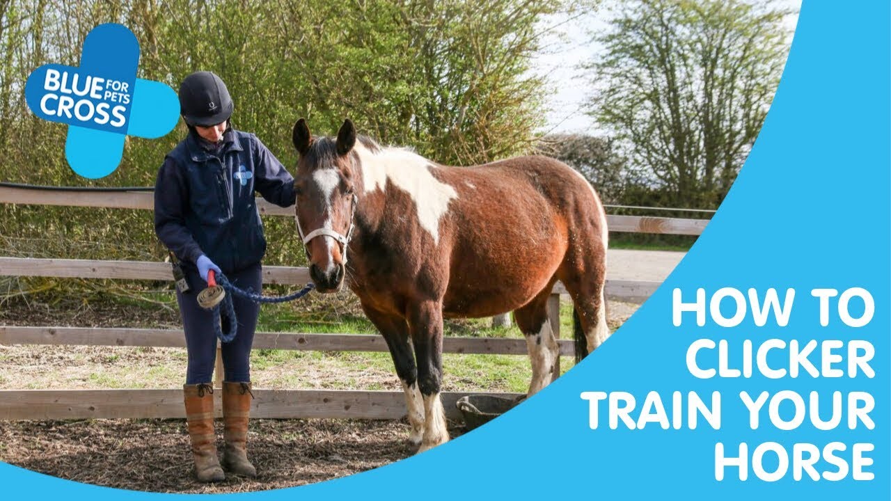 How To Introduce Clicker Training To Your Horse 